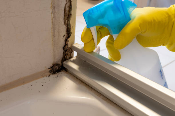 Best Mold Removal Process  in Mccrory, AR
