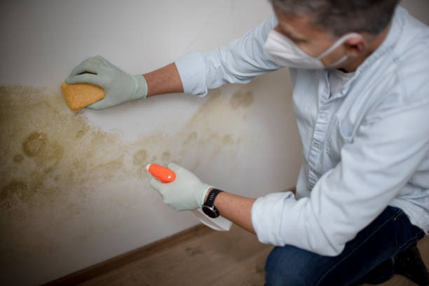 Mold Removal Process in Mccrory, AR