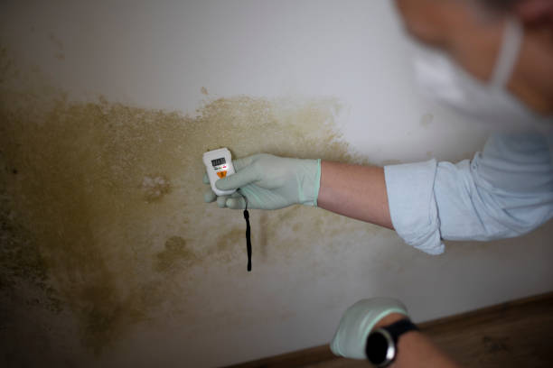 Best Mold Testing  in Mccrory, AR
