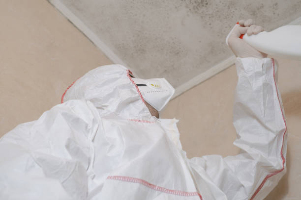 Best Attic Mold Removal  in Mccrory, AR