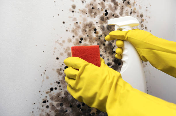 Best Same-Day Mold Removal  in Mccrory, AR