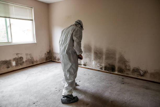 Best Black Mold Removal  in Mccrory, AR