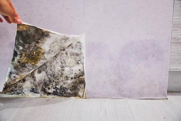 Best Certified Mold Removal  in Mccrory, AR